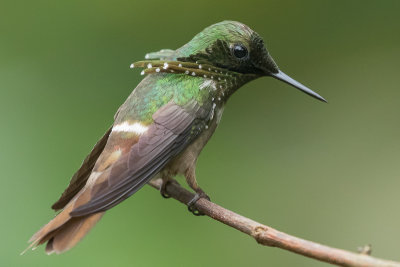 Festive Coquette (Lophornis chalybeus)