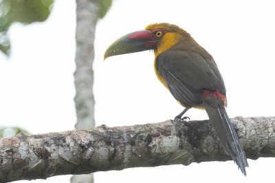 Saffron Toucanet (Pteroglossus bailloni)