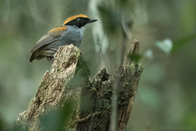 Black-cheeked Gnateater (Conopophaga melanops)