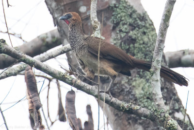 East Brazilian Chachalaca (Ortalis araucuan)