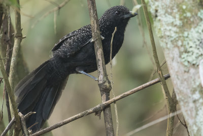 Large-tailed Antshrike (Mackenziaena leachii)