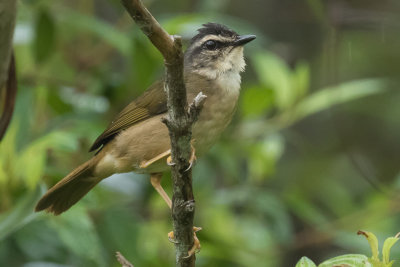 Riverbank Warbler (Myiothlypis rivularis)