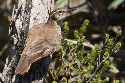 Cipo Cinclodes (Cinclodes espinhacensis)