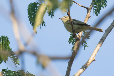 Reiser's Tyrannulet (Phyllomyias reiseri)