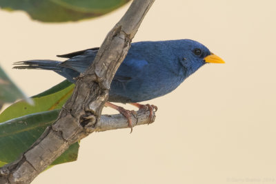 Blue Finch (Porphyrospiza caerulescens)