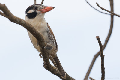 White-eared Puffbird (Nystalus chacuru)