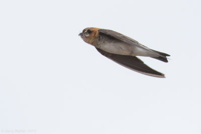 Tawny-headed Swallow (Alopochelidon fucata)