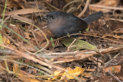 Marsh Tapaculo (Scytalopus iraiensis)