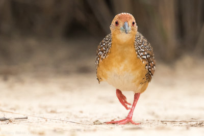 Ocellated Crake (Micropygia schomburgkii)