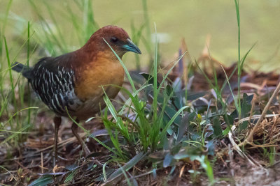 Rufous-faced Crake (Laterallus xenopterus)