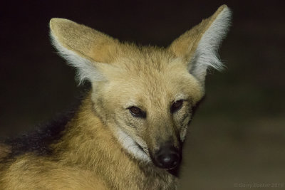 Maned Wolf (Chrysocyon brachyurus)