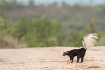 Striped Hog-nosed Skunk (Conepatus semistriatus)	