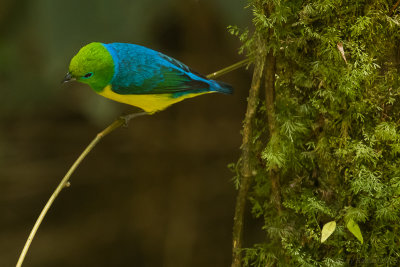 Blue-naped Chlorophonia (Chlorophonia cyanea)