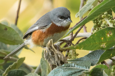 Bay-chested Warbling Finch (Poospiza thoracica)