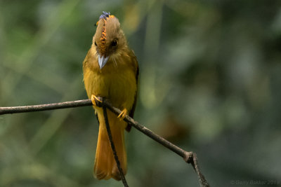 Atlantic Royal Flycatcher (Onychorhynchus swainsoni)