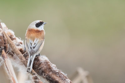 Eurasian Penduline Tit