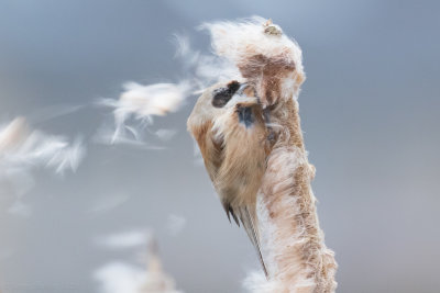 Eurasian Penduline Tit