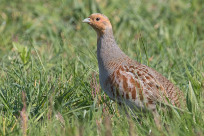 Grey Partridge