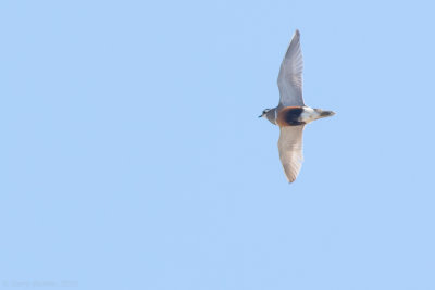 Eurasian Dotterel