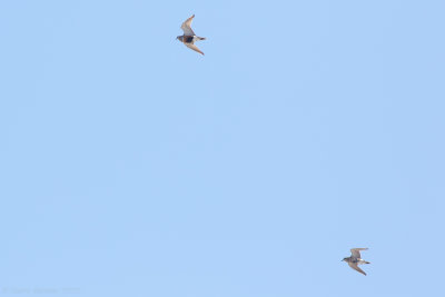 Eurasian Dotterel