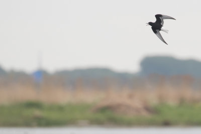 White-winged Tern