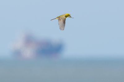 Yellow-headed Wagtail