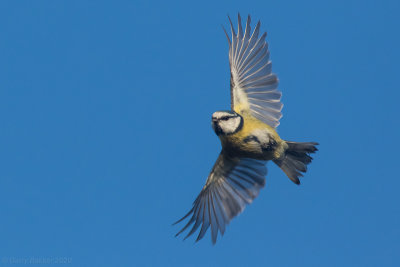 Blue Tit