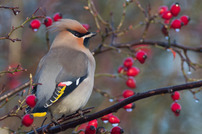 Bohemian Waxwing (Bombicilla garrulax)