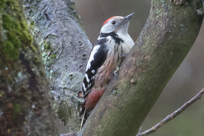 Middle Spotted Woodpecker