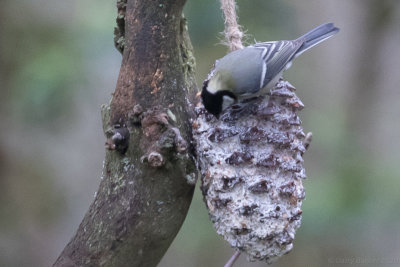 Great Tit