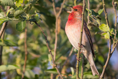 Common Rosefinch