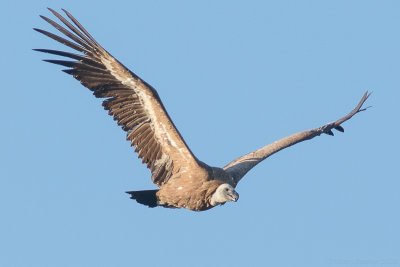 Griffon Vulture