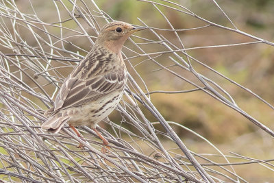 Red-throated Pipit