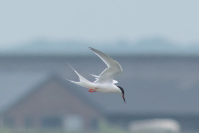 Roseate Tern