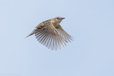 Zitting Cisticola