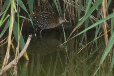 Baillon's Crake