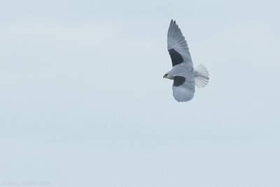 Black-winged Kite