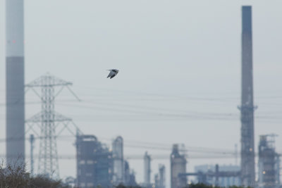 Black-winged Kite