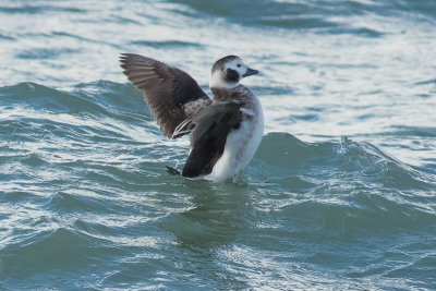 Long-tailed Duck 