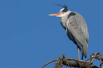 Grey Heron