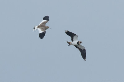 Sociable Lapwing