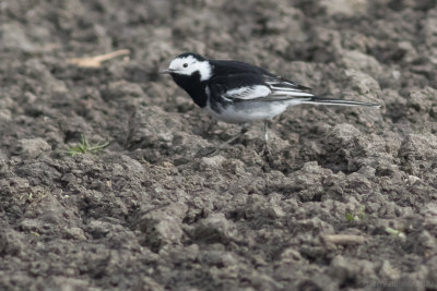 Pied Wagtail (Motacilla alba yarrellii)