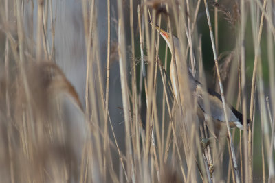 Little Bittern (Ixobrychus minutus), male