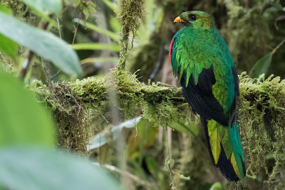 Golden-headed Quetzal (Pharomachrus auriceps)