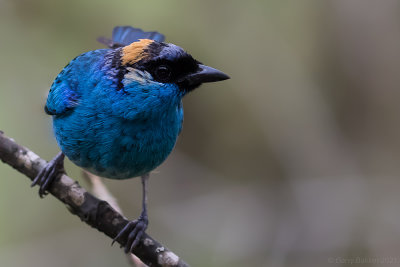 Golden-naped Tanager (Chalcothraupis ruficervix)