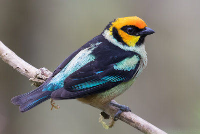 Flame-faced Tanager (Tangara parzudakii)