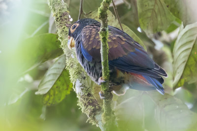 Bronze-winged Parrot (Pionus chalcopterus)