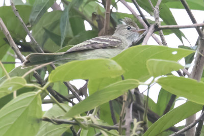 Coopmans' Elenia (Elaenia brachyptera)