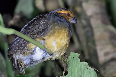 Tawny-faced Quail (Rhynchortyx cinctus)