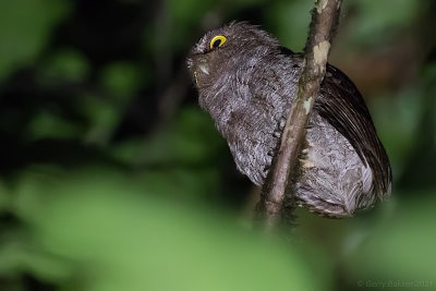 Choco Screech-Owl (Megascops centralis)